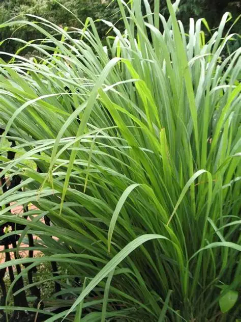 Hierba limón