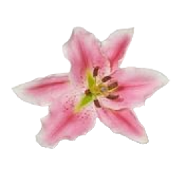 Alstroemeria image content