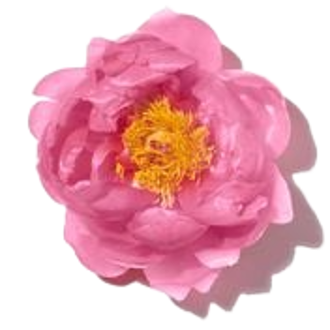 Camelia image content