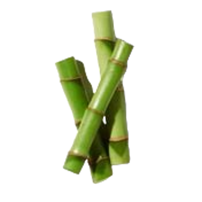 Bambú>