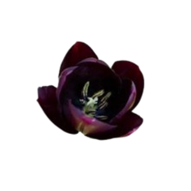 Violeta negra>