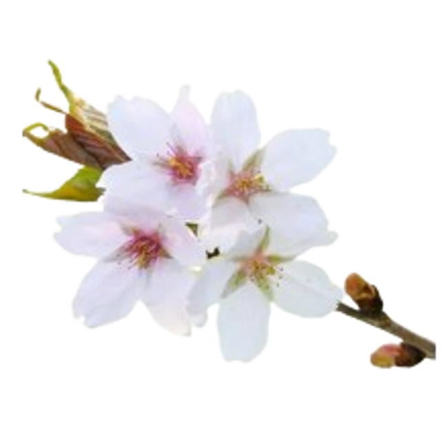 Flor del Albaricoquero>