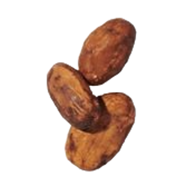 Grano de cacao>