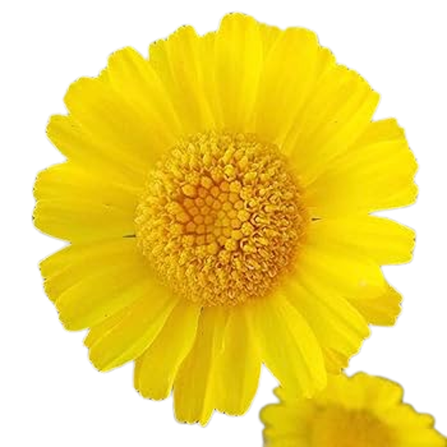 Caléndula del desierto>