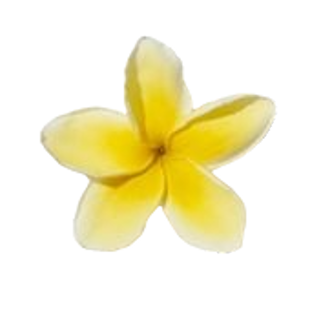 Frangipani exótico>