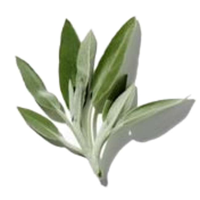 Aceite de salvia francesa>