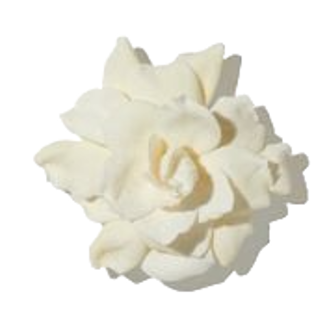 Gardenia Mexicana>