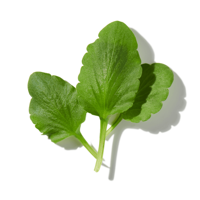 Hoja de violeta verde>