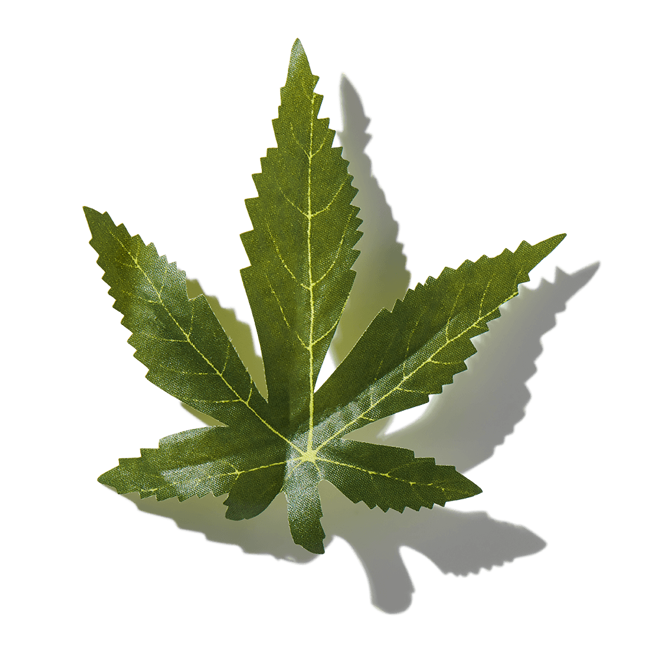CBD derivado del cáñamo>