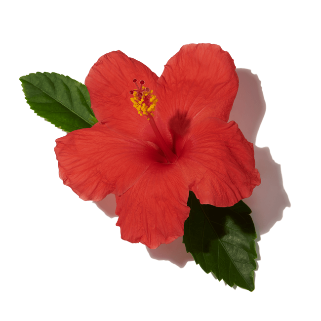 Hibisco>