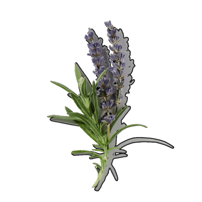 Lavanda embriagadora>