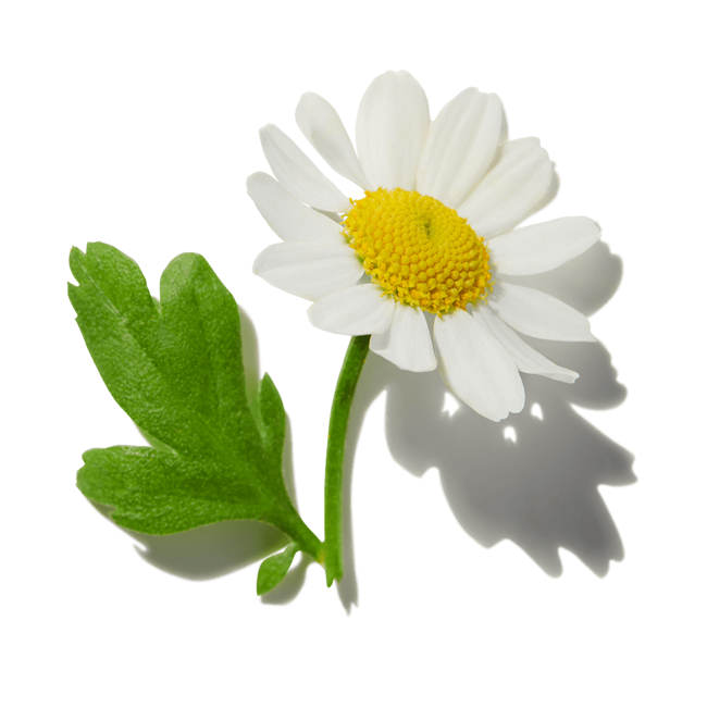 Margarita rosa>