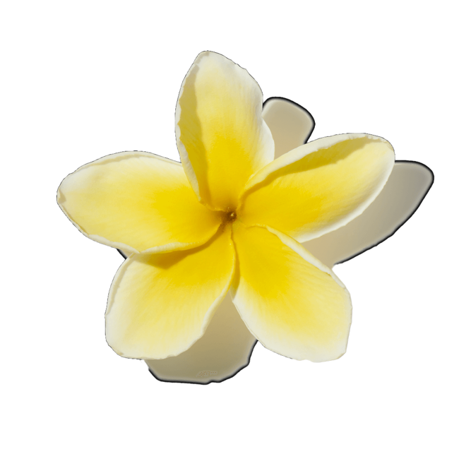 Plumeria morada>