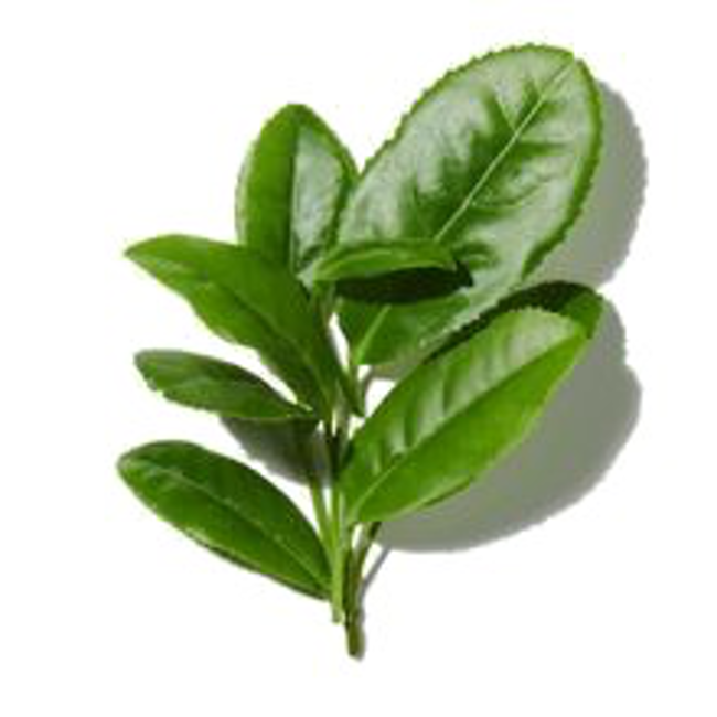 Verdes s>