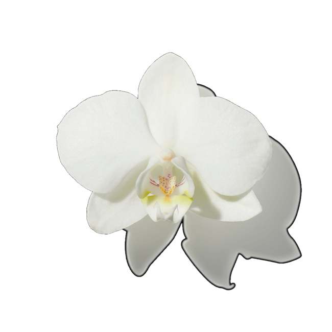 Orquídea blanca>