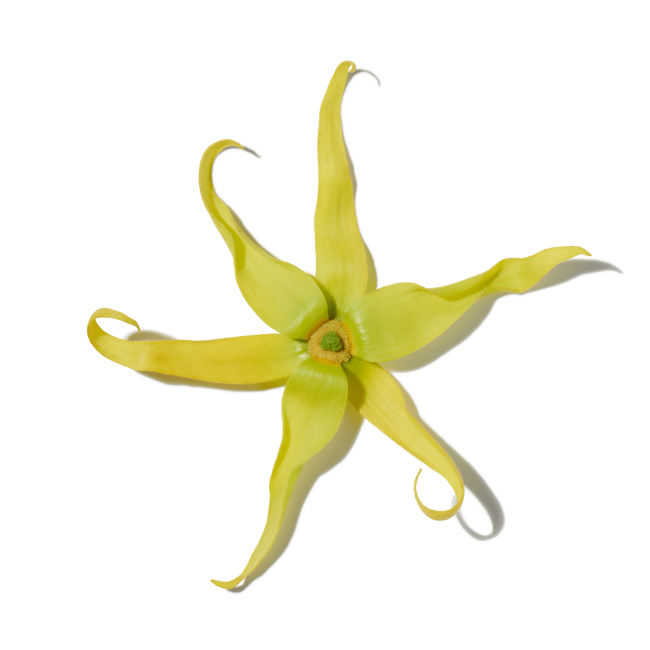 Ylang Ylang Absoluto>