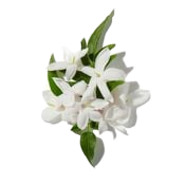 Absoluto de Jazmín>