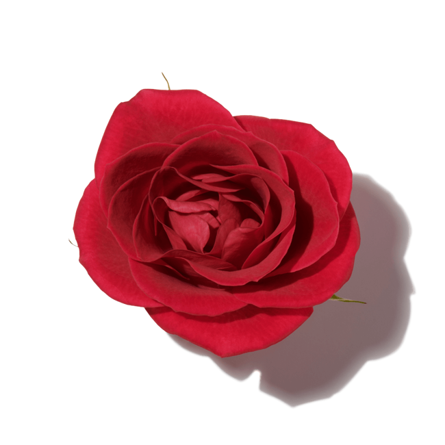 Absoluto de rosa image content