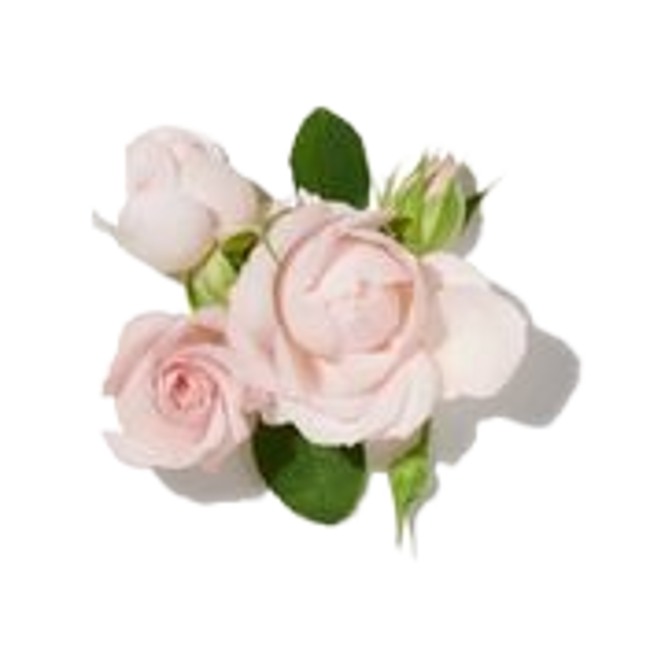 Acorde de Rosa D'Ornano image content