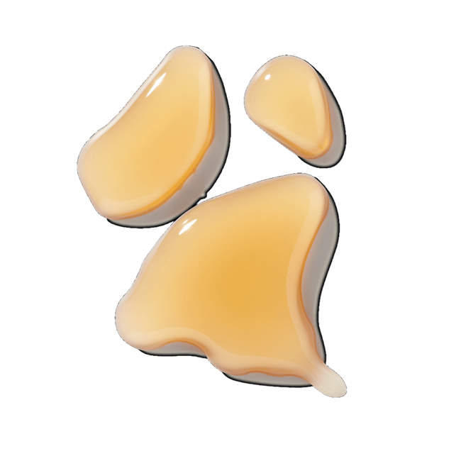 Agave dulce image content