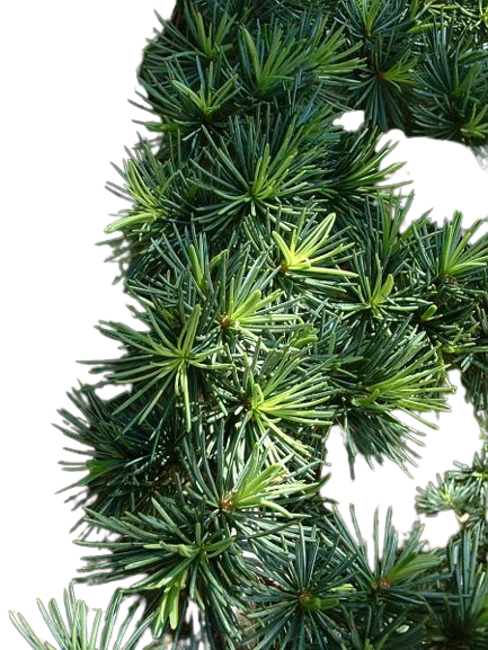 Agujas-de-cedro.png