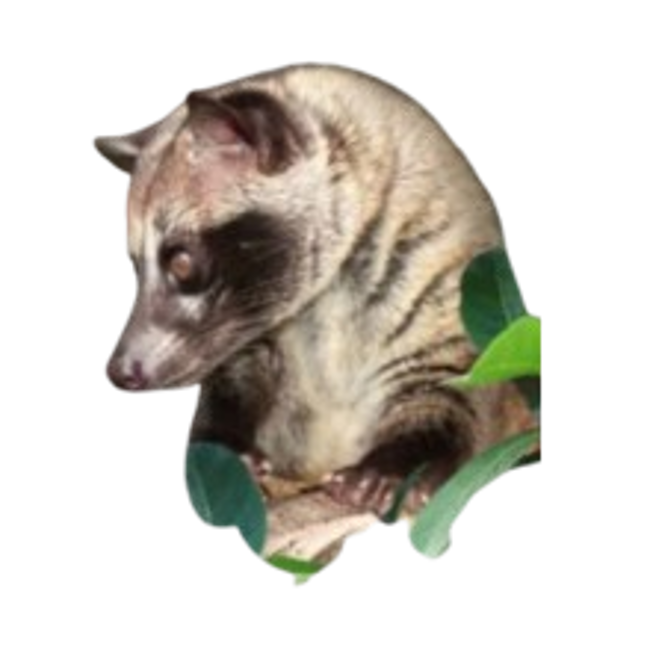 Algalia.png