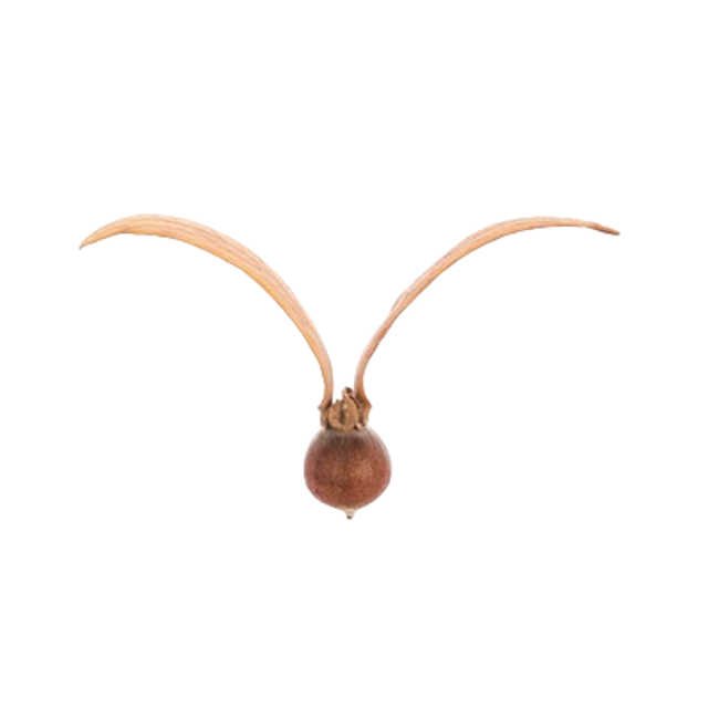 Balsamo-de-Gurujum.png