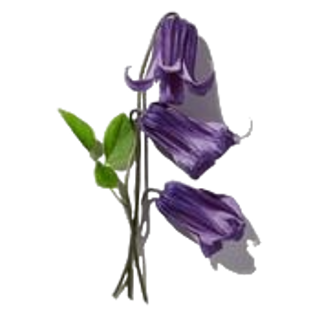 Campanilla image content