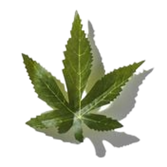 Canabis image content