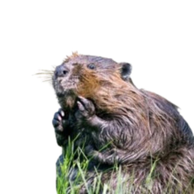 Castoreo.png