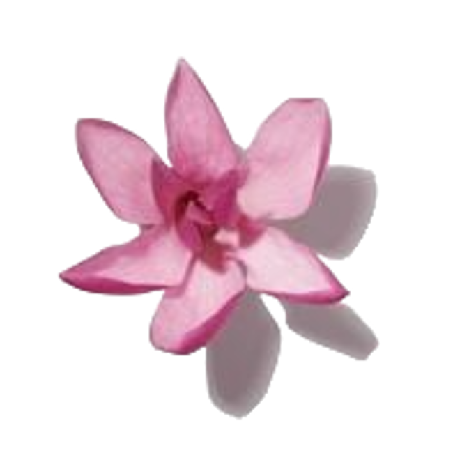 Champaca image content