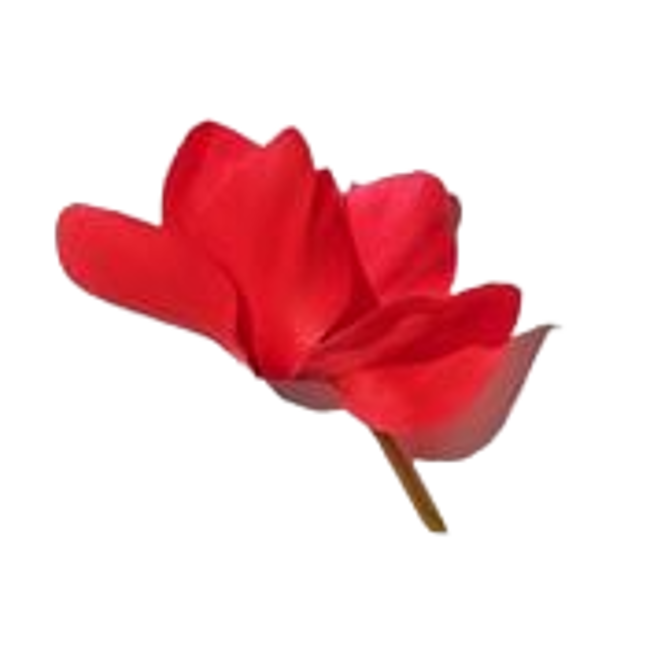 Ciclamen image content