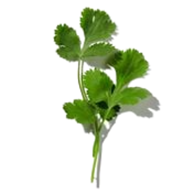 Cilantro image content