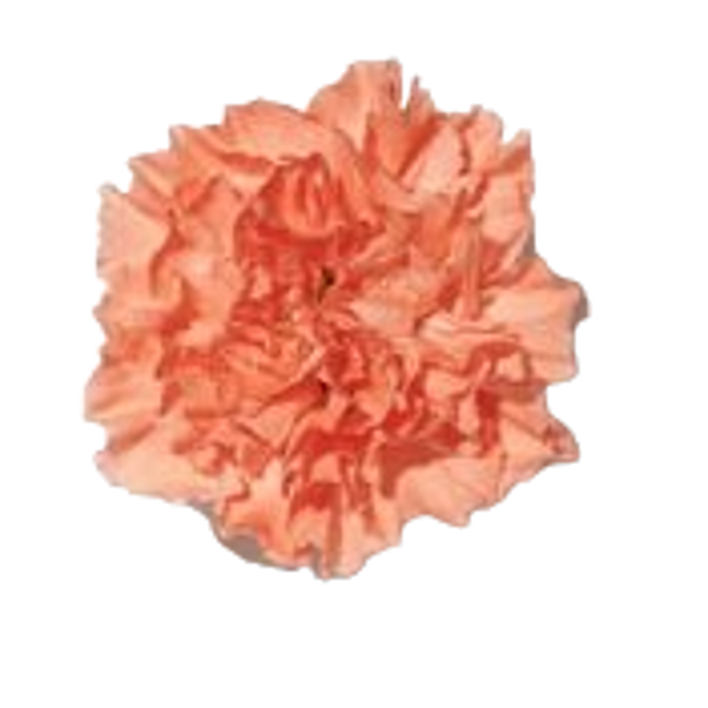 Clavel image content