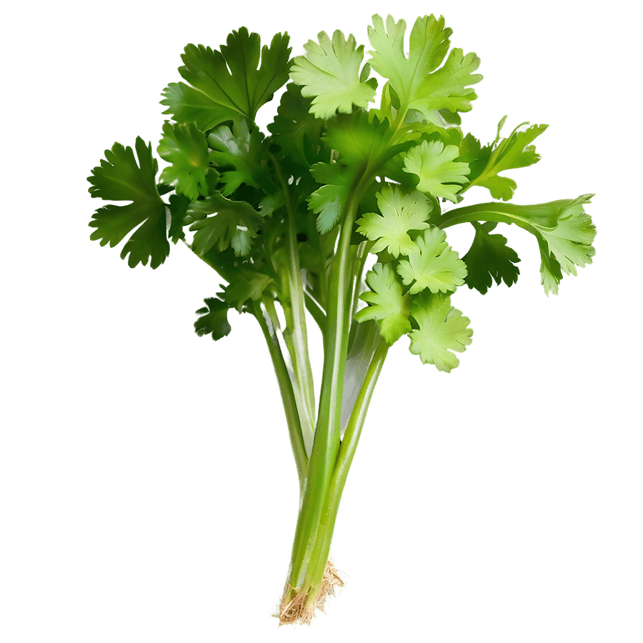 Coriandro.png