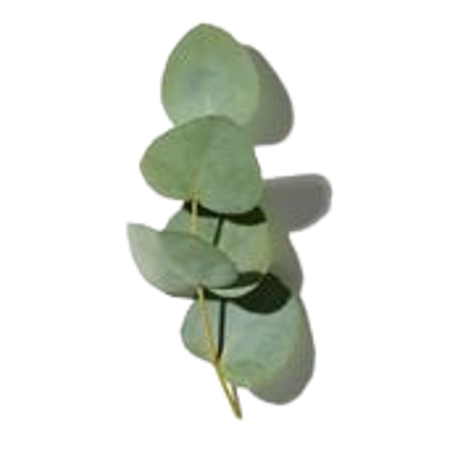 Eucalipto image content