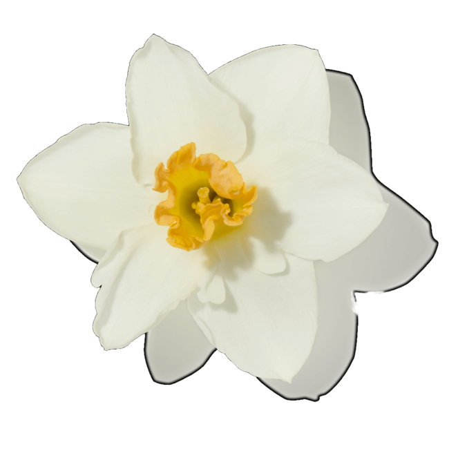 Flor de almizcle dulce image content