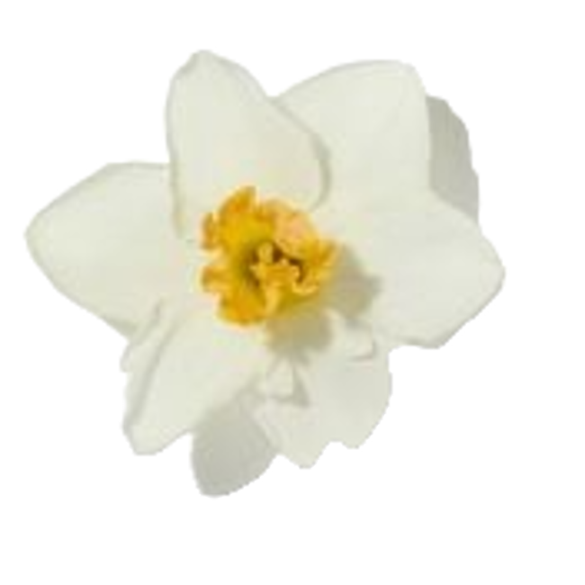 Flor de jara image content