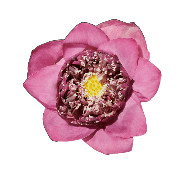 Flor de loto image content