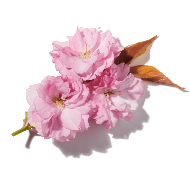 Flor de pera image content