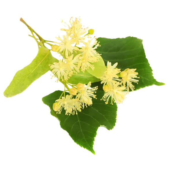 tilo-flor-de-tilo.png