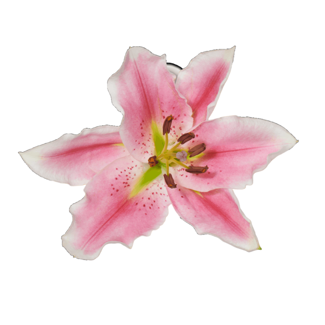 Floral picante image content