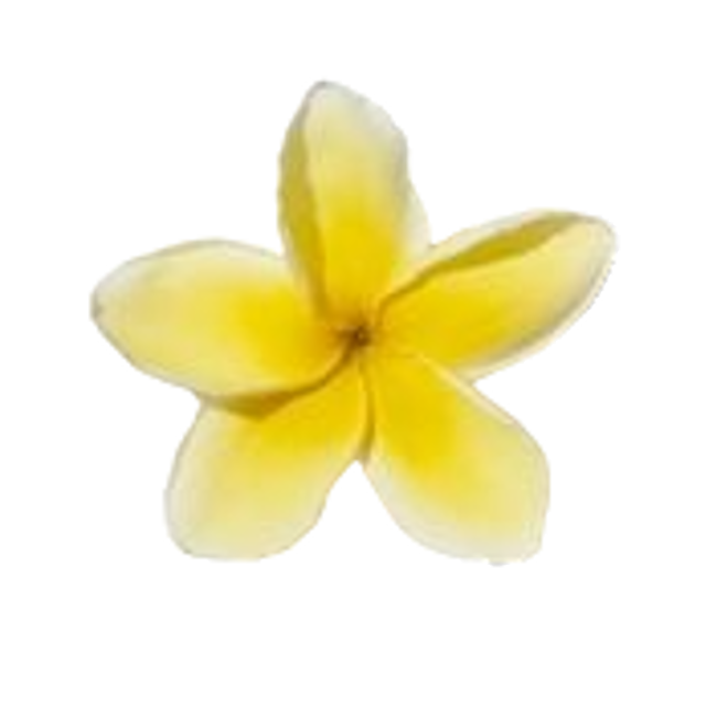 Frangipani image content