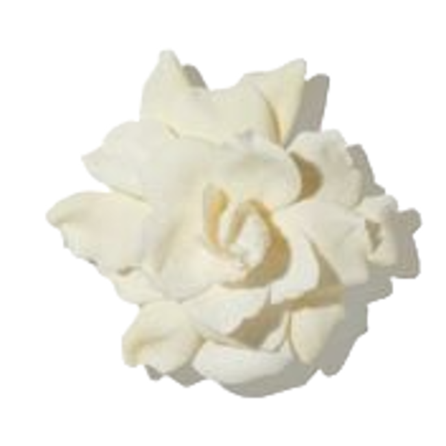 Gardenia image content
