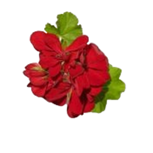Geranio image content
