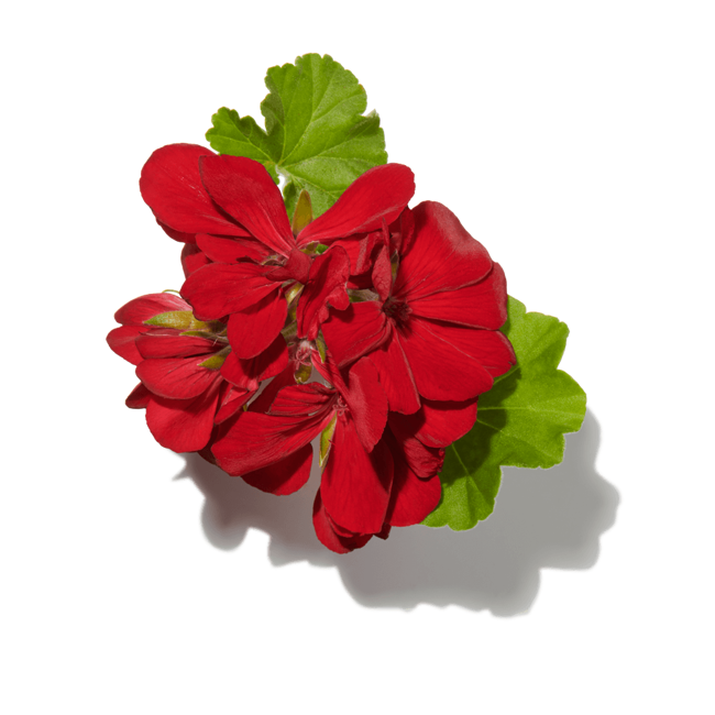 Geranio picante image content