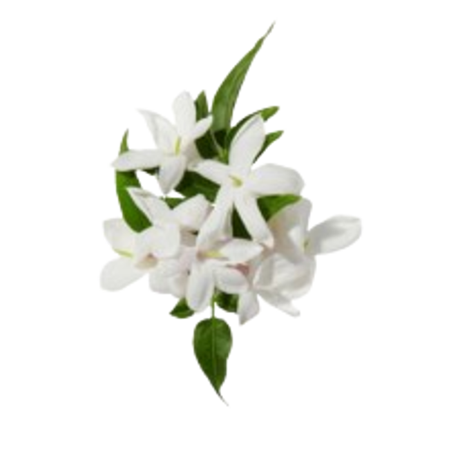 Hediona.png