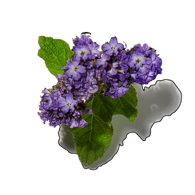Heliotropo image content
