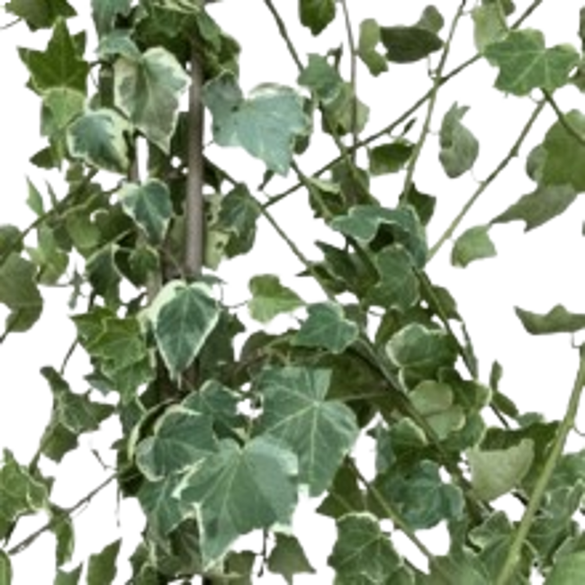 Hiedra.png