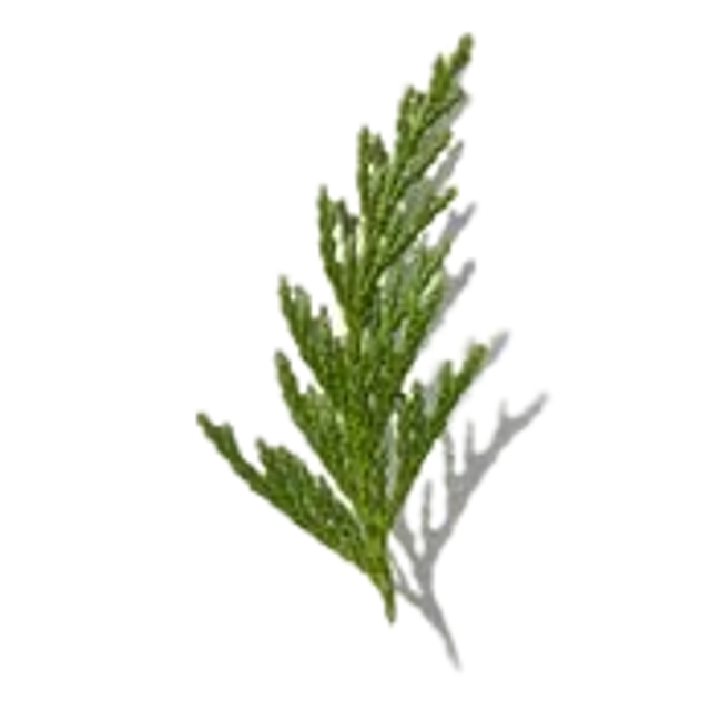 Hoja de cedro image content